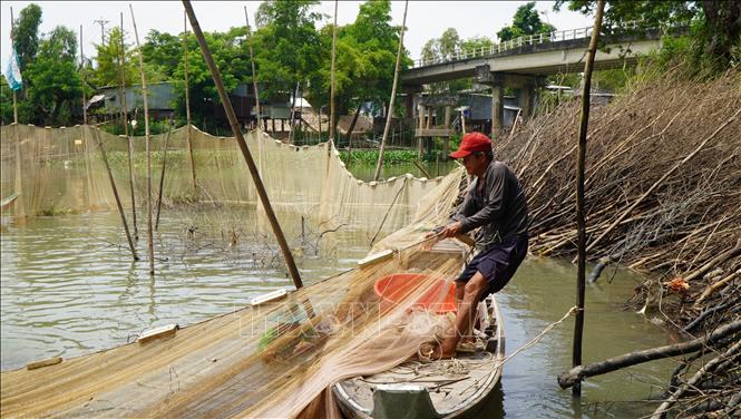 Sau khi bao lưới xung quanh đống chà, người dân kéo lưới để bắt cá. Ảnh: Nhựt An - TTXVN                               