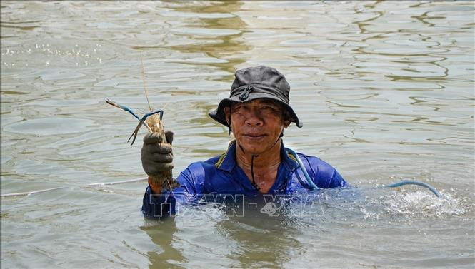 Khi dỡ chà, người dân bắt được nhiều loại thủy sản có giá trị kinh tế cao như tôm, cá trèn, cá lăng. Ảnh: Nhựt An - TTXVN