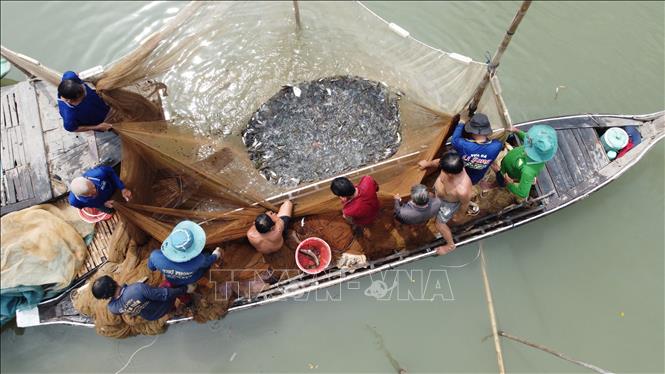 Có khi dỡ một đóng chà, người dân thu hoạch hơn 1 tấn tôm, cá các loại. Ảnh: Nhựt An - TTXVN