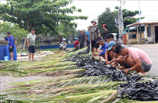 Ngư dân ven biển Lâm Đồng kết các tàu dừa thành các mành chà, phần quan trọng để tạo thành cội chà. Ảnh: Hồng Hiếu - TTXVN