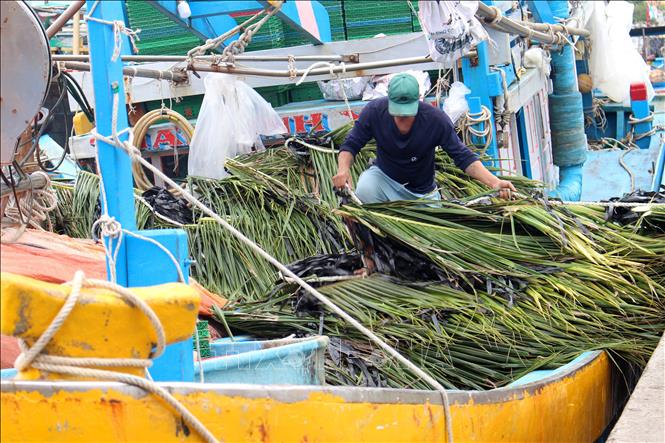 Chà sau khi kết được chất đầy thuyền để thả ra biển, tạo nơi cư ngụ cho cá. Ảnh: Hồng Hiếu - TTXVN