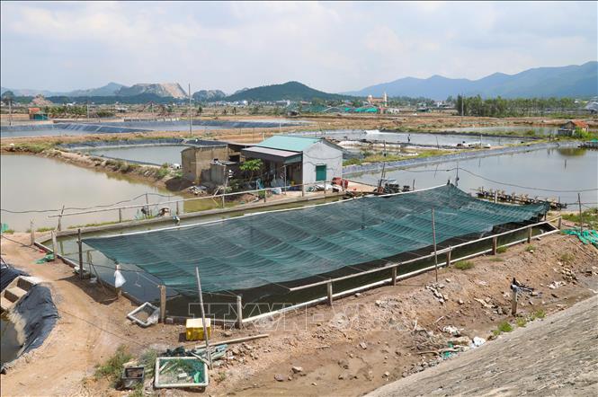 Khu vực nuôi tôm giống ở nhiều khu vực trên địa bàn xã Quỳnh Phú (tỉnh Nghệ An) được căng lưới màu tối để hạn chế độ ánh nắng trực tiếp xuống ao đầm, giảm nóng của nước trong ao nuôi. Ảnh: Xuân Tiến - TTXVN 