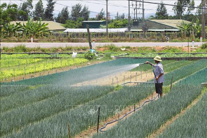 Nông dân xã Quỳnh Anh (tỉnh Nghệ An) dùng vòi bơm tưới đẫm nước lên ruộng nhằm chống khô hạn cho những diện tích cát pha chuyên canh trồng rau màu. Ảnh: Xuân Tiến - TTXVN 