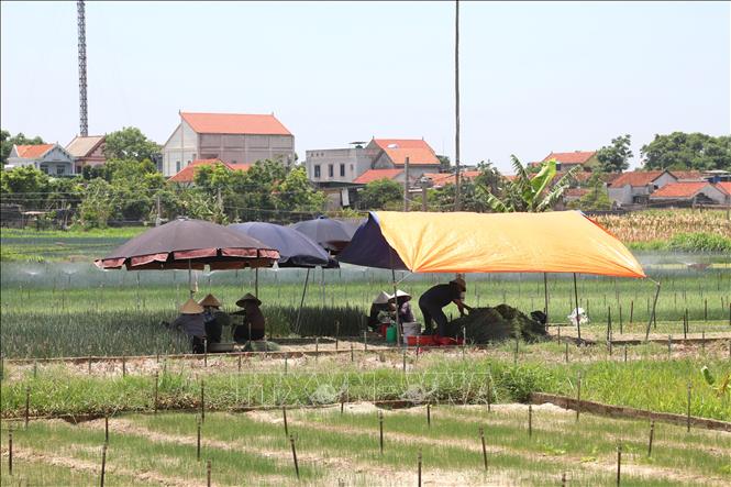 Nông dân thu hoạch rau màu trong những chiếc ô lớn, tấm bạt được dựng, căng giữa ruộng để tránh nắng nóng, đảm bảo sức khỏe và rau không bị héo nhanh. Ảnh: Xuân Tiến - TTXVN 