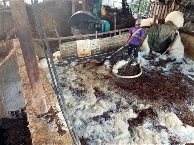 Xưởng sản xuất, tái chế giấy của một doanh nghiệp tại xã Đắk Ha, huyện Đắk G’Long, tỉnh Đắk Nông ngang nhiên xả toàn bộ chất thải độc hại ra cánh đồng, nơi hàng chục hộ dân đào ao nuôi cá, lấy nước tưới tiêu và cả phục vụ sinh hoạt. Ảnh: Ngọc Minh - TTXVN