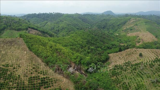 Tình trạng lấn chiếm đất rừng trên lâm phần được giao cho Ban quản lý rừng phòng hộ Đắk Glong - Gia Nghĩa (phường Bắc Gia Nghĩa, tỉnh Lâm Đồng) quản lý. Ảnh: Nguyễn Huy Thành – TTXVN