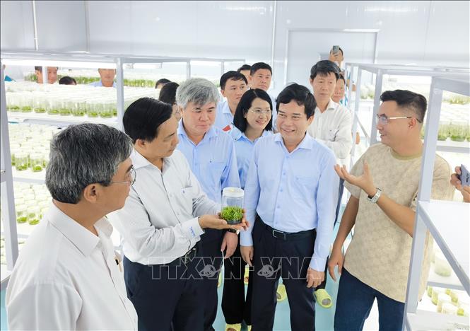 Đoàn công tác khảo sát thực tế ứng dụng công nghệ cao trong sản xuất cây giống tại xã Chợ Lách. Ảnh: Huỳnh Phúc Hậu - TTXVN
