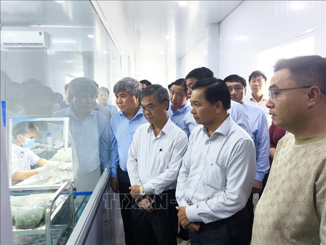 Đoàn công tác khảo sát thực tế ứng dụng công nghệ cao trong sản xuất cây giống tại xã Chợ Lách. Ảnh: Huỳnh Phúc Hậu - TTXVN