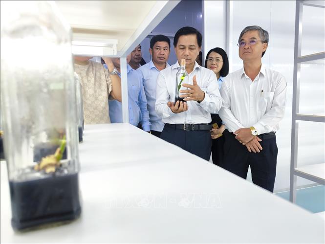 Đoàn công tác khảo sát thực tế ứng dụng công nghệ cao trong sản xuất cây giống tại xã Chợ Lách. Ảnh: Huỳnh Phúc Hậu - TTXVN