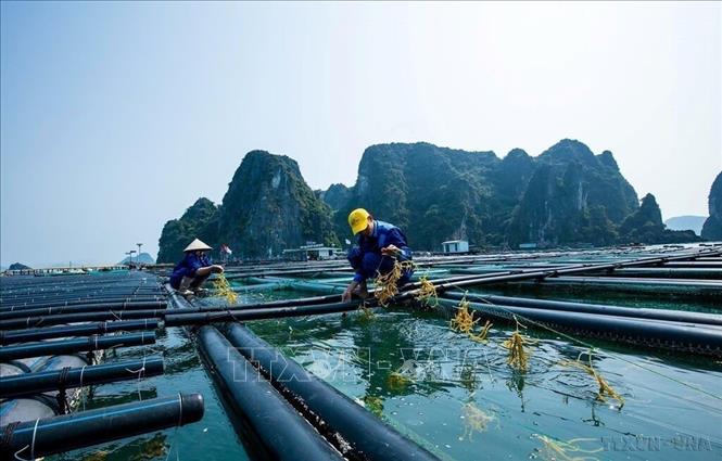Để phát triển kinh tế thủy sản bền vững, gắn với bảo vệ nguồn lợi và môi trường biển, Quảng Ninh đã xác định được 9.360 ha khu vực biển dự kiến thu hút các dự án đầu tư nuôi trồng thủy sản, chiếm 20,2% tổng diện tích quy hoạch nuôi trồng thủy sản. Trong ảnh: Mô hình nuôi biển của Công ty cổ phần Tập đoàn STP Group tại ở trại đảo Phất Cờ, Quảng Ninh. Ảnh: TTXVN