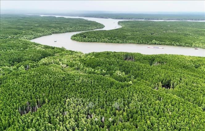 Rừng ngập mặn Cần Giờ là Khu Dự trữ sinh quyển đầu tiên của Việt Nam được UNESCO công nhận vào năm 2000. Đây được coi là “lá phổi xanh” của Thành phố Hồ Chí Minh và các vùng lân cận, góp phần điều hòa không khí, bảo vệ môi trường sống của người dân. khôi phục giúp ngăn chặn tình trạng xâm thực, sạt lở và phục hồi hệ sinh thái, bảo tồn đa dạng sinh học. Ảnh: Hồng Đạt – TTXVN