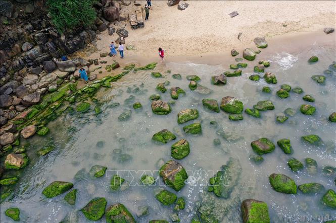 Mùa rêu xanh tại ghềnh đá Nam Ô, thành phố Đà Nẵng thu hút rất đông người dân, du khách đến tham quan. Rêu xanh là nguồn thức ăn phong phú, tạo môi trường sống bảo vệ cho nhiều loài thủy sinh, đồng thời hoạt động như một bộ lọc sinh học giúp làm sạch nước biển và chỉ báo môi trường. Ảnh: Trần Lê Lâm – TTXVN