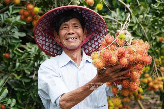 Ông Trần Văn Lộc chủ vườn trái cây tại phường Bình Lộc (thành phố Đồng Nai) vui mừng vì chôm chôm năm nay được mùa. Ảnh: Lê Xuân-TTXVN