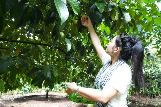 Du khách trải nghiệm tìm hái quả măng cụt chín trên cây. Ảnh: Lê Xuân-TTXVN