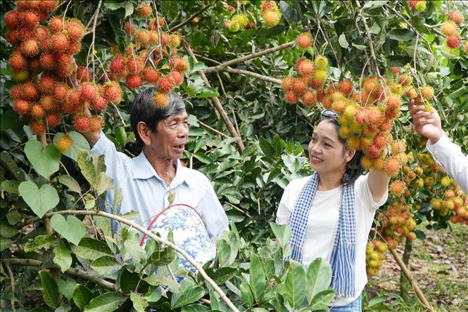 Du khách tìm hiểu kỹ thuật chăm sóc cây tại vườn chôm chôm ở phường Bình Lộc, thành phố Đồng Nai. Ảnh: Lê Xuân-TTXVN