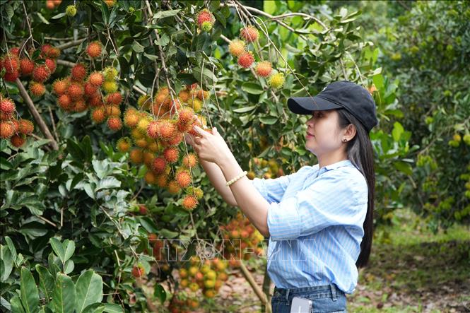 Du khách thích thú được tự tay hái chôm chôm chín trên cây. Ảnh: Lê Xuân-TTXVN