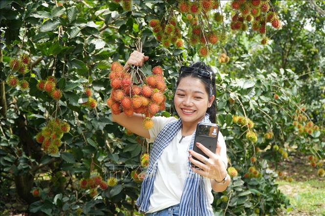 Du khách thích thú được tự tay hái những chùm chôm chôm chín mọng ngay tại vườn. Ảnh: Lê Xuân-TTXVN