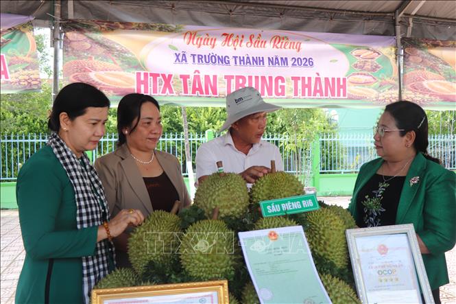 Đại diện HTX Tân Thuận Nhất (thứ hai từ phải sang) giới thiệu về sầu riêng Ri6 được hợp tác xã này canh tác. Ảnh: Thu Hiền - TTXVN