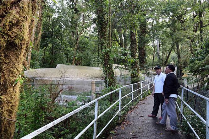Vườn sâm Ngọc Linh của ông Nguyễn Văn Lượng dưới tán rừng. Ảnh: Đỗ Trưởng – TTXVN