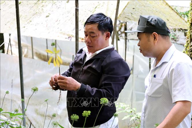 Ông Nguyễn Văn Lượng (áo đen) giới thiệu về quá trình sinh trưởng, phát triển của cây sâm Ngọc Linh. Ảnh: Đỗ Trưởng – TTXVN