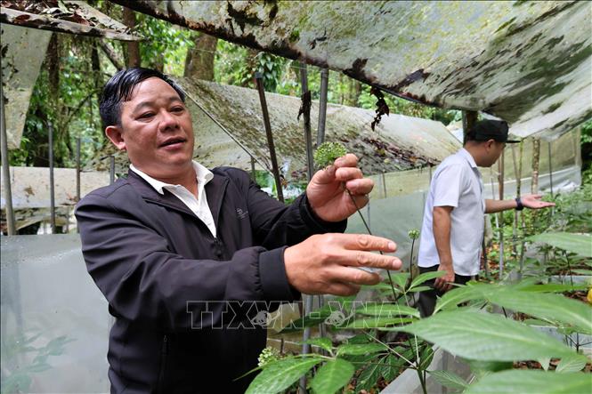 Ông Nguyễn Văn Lượng kiểm tra chất lượng hoa của một cây sâm Ngọc Linh. Ảnh: Đỗ Trưởng – TTXVN
