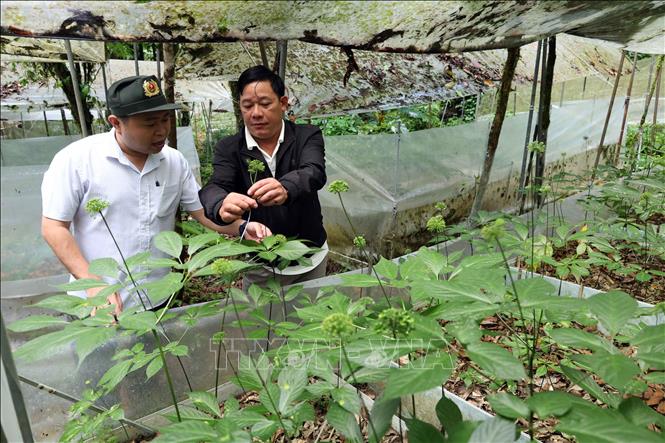 Ông Nguyễn Văn Lượng (áo đen) giới thiệu về quá trình sinh trưởng, phát triển của cây sâm Ngọc Linh. Ảnh: Đỗ Trưởng – TTXVN