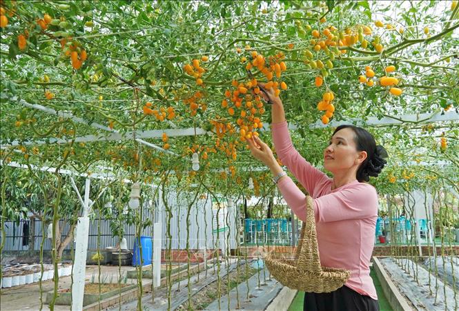 Mô hình cải tạo đất phèn mặn để trồng cây ứng dụng công nghệ cao kết hợp phát triển du lịch sinh thái của chị Trần Phương Thảo (46 tuổi, ngụ xã Hồ Thị Kỷ) không chỉ mang lại doanh thu hàng tỷ đồng mỗi năm mà còn mở ra hướng đi mới cho người dân địa phương. Ảnh: Huỳnh Anh - TTXVN