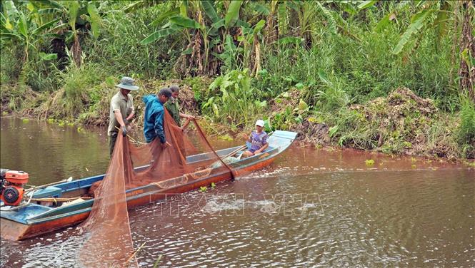Thu hoạch cá đồng ở vùng U Minh hạ, nét văn hoá bản địa, giờ đã trở thành điểm nhấn về du lịch sinh thái của địa phương. Ảnh: Huỳnh Anh - TTXVN
