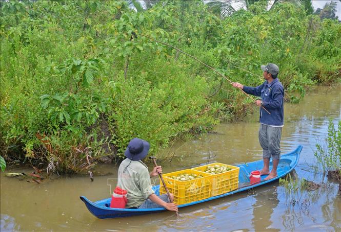 Tận dụng giá trị của tài nguyên bản địa, mô hình khởi nghiệp từ nước cốt của trái nhàu không chỉ giúp cải thiện thu nhập cho nông dân mà sản phẩm đã chinh phục thị trường tiêu thụ tại nhiều quốc gia. Ảnh: Huỳnh Anh - TTXVN