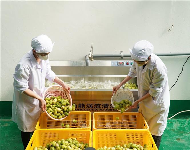 Tận dụng giá trị của tài nguyên bản địa, mô hình chế biến nước cốt trái nhàu được sản xuất với quy trình công nghệ cao, tiên tiến đáp ứng các yêu cầu khắc khe của thị trường. Ảnh: Huỳnh Anh - TTXVN