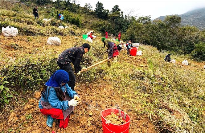 Người dân xã Lũng Cú thu hoạch gừng trên diện tích chuyển đổi từ đất trồng ngô kém hiệu quả. Ảnh: TTXVN phát