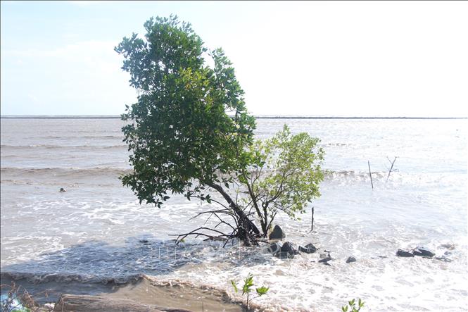 Nhiều dải rừng phòng hộ ven biển ở để biển Tây chỉ còn trơ trọi cây trước ảnh hưởng của sóng biển.Ảnh: Chanh Đa-TTXVN