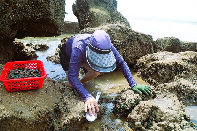 Việc khai thác vẹm xanh trên khu vực ghềnh đá trên bãi biển cũng khá vất vả đối với phụ nữ khi phải di chuyển qua những tảng đá sắc lẹm, bám đầy nhuyễn thể (ốc, hàu, vẹm xanh). Ảnh: Xuân Tiến - TTXVN 
