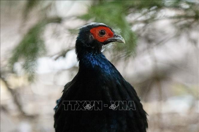 Một cá thể Gà lôi Việt Nam ra đời tại công viên vườn thú Pairi Daiza. Ảnh : TTXVN phát