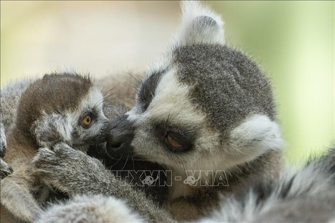 Khỉ đuôi cáo có nguồn gốc từ Madagascar ra đời và được nuôi dưỡng tại công viên vườn thú Pairi Daiza. Ảnh : TTXVN phát