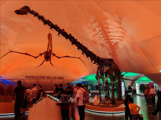 Bộ xương khủng long Diplodocus là một trong những hiện vật nổi bật thu hút đông đảo du khách tại Bảo tàng Lịch sử Tự nhiên và Văn hóa Môi trường ở thủ đô Mexico City. Ảnh: Phương Lan- PV TTXVN tại Mexico 