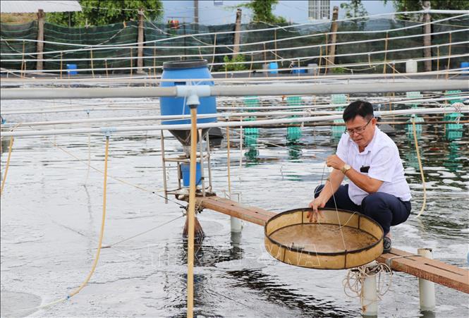 Ông Ngô Văn Thới, ấp Tân Thành, xã Long Thành, nuôi tôm thẻ chân trắng công nghệ cao kiểm tra thể trạng tôm nuôi. Ảnh: Thanh Hòa - TTXVN