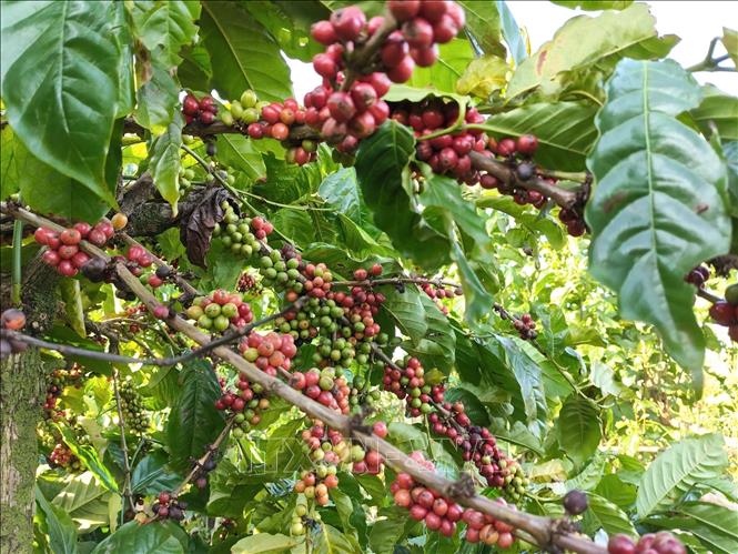 Smart-cultivation of coffee in Gia Lai province gives high-yield and high-quality beans. VNA Photo