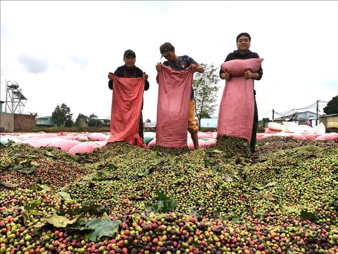 Gia Lai farmers drying coffee fruits. VNA Photo