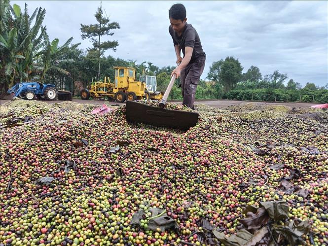 Gia Lai farmers drying coffee fruits. VNA Photo