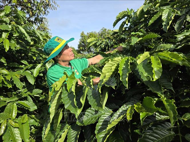 Coffee plantations applying smart coffee farming models in Gia Lai province are showing promising results, increasing productivity and reducing investment costs. VNA Photo