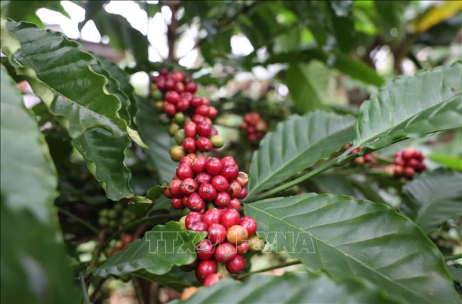 Dak Lak province advises people to harvest coffee ensuring that the ripeness rate reaches over 85%. VNA Photo