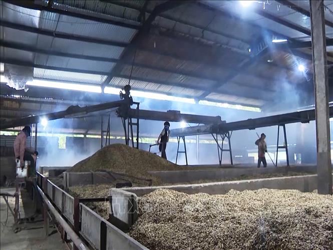 Processing coffee in Quang Tri province. VNA Photo