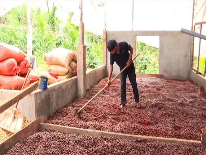 Processing coffee in Quang Tri province. VNA Photo/Photo by courtesy