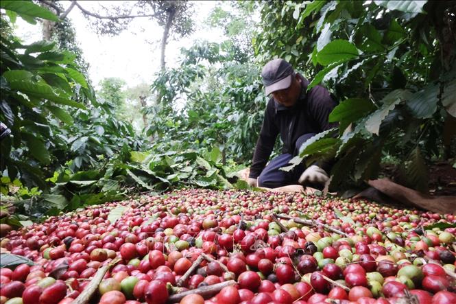 Harvesting coffee fruits in Dak Lak province. VNA Photo