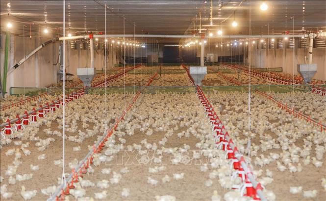 Một trang trại chăn nuôi sử dụng sản phẩm tự phối trộn thức ăn của Nbee Feed đã tiết kiệm chi phí từ 30% đến 40% so với việc mua thức ăn công nghiệp bao sẵn. Ảnh: Phan Phương - TTXVN