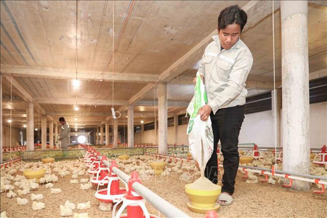 Một trang trại chăn nuôi sử dụng sản phẩm tự phối trộn thức ăn của Nbee Feed đã tiết kiệm chi phí từ 30% đến 40% so với việc mua thức ăn công nghiệp bao sẵn. Ảnh: Phan Phương - TTXVN