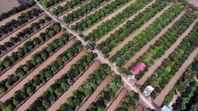 Khu canh tác xen canh trồng chanh, bưởi, táo tại Công ty TNHH đầu tư và phát triển TTM FARM, huyện Yên Mỹ - một mô hình chuyển đổi từ đất canh tác hiệu quả thấp, góp phần tạo nên diện mạo nông thôn mới khang trang hiện đại. Ảnh: Danh Lam - TTXVN