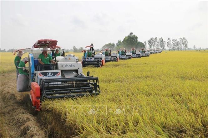 Thu hoạch diện tích thí điểm thực hiện Đề án sản xuất lúa chất lượng cao, phát thải thấp tại xã Láng Biển, huyện Tháp Mười (tỉnh Đồng Tháp cũ). Ảnh: Nhựt An - TTXVN