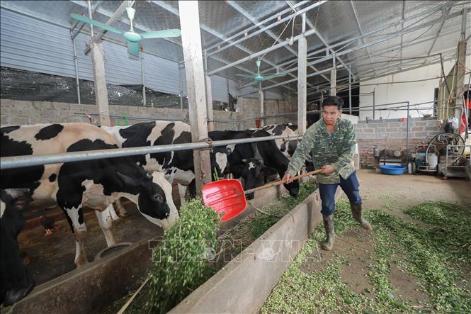 Từ nguyên liệu địa phương người nuôi tự phối trộn với vi lượng, amino acid của Nbee Feed giúp đảm bảo dinh dưỡng, tối ưu chi phí cho các trang trại và hộ gia đình chăn nuôi. Ảnh: Phan Phương - TTXVN